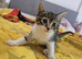 Playful kitten