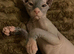Female Canadian elf sphinx