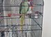 Alexandrian parrot
