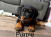 Gorgeous Rottweiler pups
