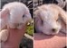 2 Gorgeous Little Girl Mini Lops.