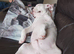 American bulldog