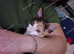 Female kitten