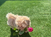 Quality stunning teddy faced Asian Maltipoo