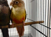 Pineapple red factor breeder female available with dna