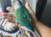 Hand Reared Baby Terqouise Blue Parrot