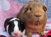 Guinea pigs gorgeous bonded boys