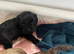Puppies for sale