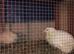 Quails - Jumbo English Whites Females (3 available) £25 laying large eggs daily they are pure white colour
