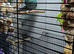 3 male kakarikis