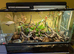 3 Baby Powder Blue Dart Frogs + Vivarium & Equipment for Sale