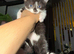 Kitten for sale