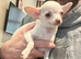 Gorgeous 10 weeks old Chihuahua puppies for sale.