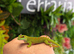 Madagascan Day Geckos