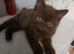 British shorthair kitten