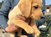 Labrador puppies