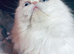 Gorgeous girl 6yo vaccinated, neutered pure white blue eyes