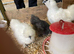 Silkie Bantam chickens