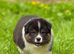 Australian Shepherd Black Tri Puppies
