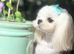 Adorable Adult Maltese Boy KR Imp