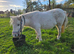 Shetland mare