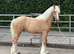 Palomino colt make 15h/15.1