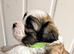 BEAUTIFUL SHIH TZU x POOCHON PUPPIES