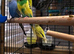 Budgies for Sale