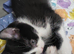 Cute 8 week kitten needing home