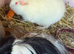 Baby guinea pigs available