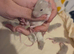 Young siamese rats for sale mostly boys left