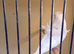 Helicopter budgies 2026