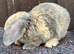 Mini Plush Lops. Hypoallergenic fur.