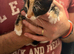 Mixed breed kittens