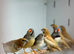 Zebras finches