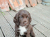 Sproker spaniels