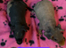 Skinny/Guinea Pigs
