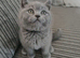 Beautiful British Shorthair Kitten Seeking a Loving Forever Home