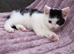 1 adorable boy kitten left ready to in 2weeks