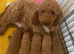 Stunning Red Minature Poodle Girl