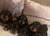 Gorgeous mini dachshunds puppies