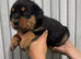 Rottweiler puppies