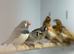 Zebra finches