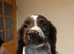 3 English springer spaniel puppies left