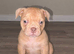 POCKET BULLY / EXOTIC BULLY PUPPIES LOOKING FOR THEIR FOREVER HOMES