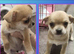 Chihuahua puppies