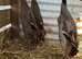 Indian runner ducks