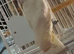 Sulphur crested Cockatoo Glasgow