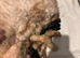 Cockapoo