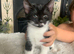8 weeks old kitten